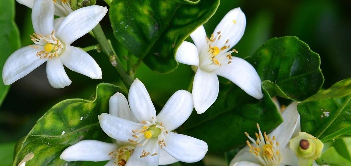Neroli pomáhá odstraňovat pavoučí žíly